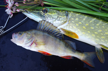 Fishing. Pike and perch caught on spinning