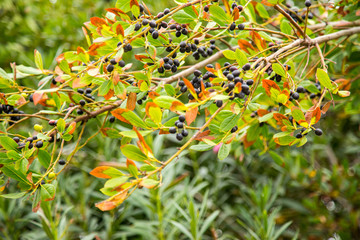 Rumberry branch with ripe berries. Medical herbs series.