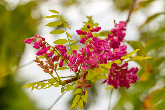 Robinia hispida, known as the bristly locust, rose-acacia, or moss locust, pink flowers on a tree branch. Medical herb series.