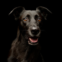 Portrait of an adorable mixed breed dog