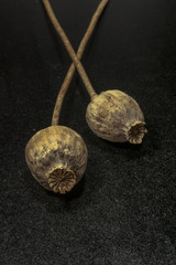 Dried poppy head on dark black background. Opium plants