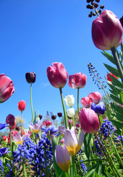 Blumenwiese im Fr&uuml;hling