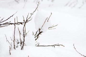 Branches bushes covered with snow in the winter garden