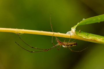 Spiders 