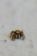 Spiders 