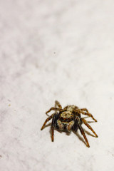 Spiders 