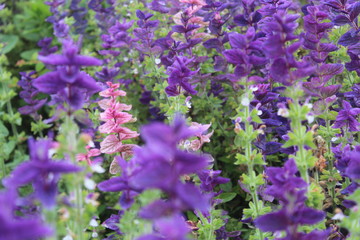 Purple Flowers on the Qinghai Tibetan Plateau Qinghai China Asia