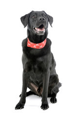 Studio shot of an adorable mixed breed dog