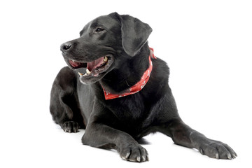 Studio shot of an adorable mixed breed dog