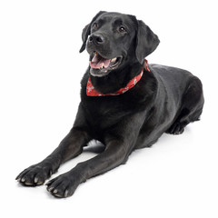 Studio shot of an adorable mixed breed dog