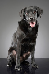 Fototapeta na wymiar Studio shot of an adorable mixed breed dog