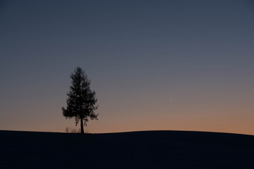夕暮れの空とマツの木