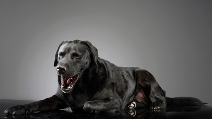 Studio shot of a yawning mixed breed dog