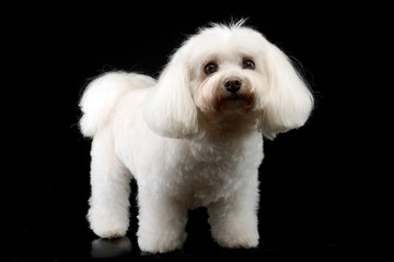 Studio shot of a cute Bolognese dog