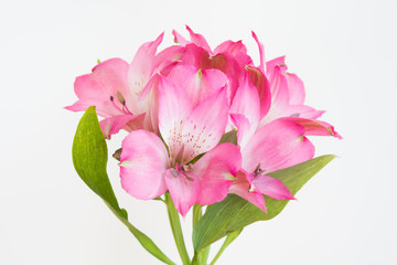 白背景のピンクのアルストロメリア