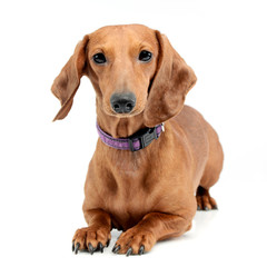 Studio shot of an adorable short haired Dachshund