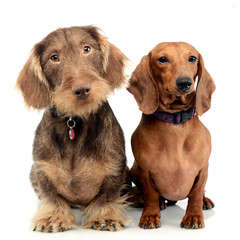 Studio shot of two adorable Dachshund dog