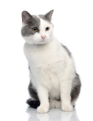 Obraz premium Studio shot of an adorable cat