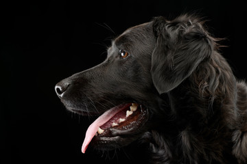 Portrait of an adorable mixed breed dog