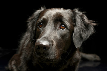 Portrait of an adorable mixed breed dog