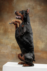 Doberman Pinscher, funny emotional dog on studio background