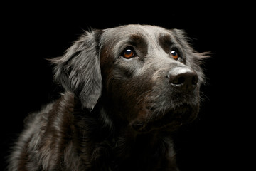 Portrait of an adorable mixed breed dog