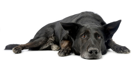 Studio shot of an adorable mixed breed dog