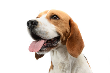 Portrait of an adorable Beagle - obrazy, fototapety, plakaty