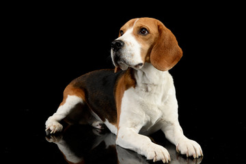 Studio shot of an adorable Beagle