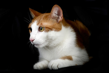 Studio shot of an adorable cat