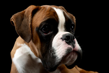 Portrait of an adorable Boxer dog