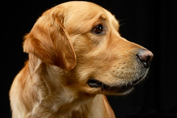 Portrait of an adorable Golden retriever