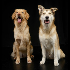 Obraz premium Studio shot of two adorable mixed breed dog