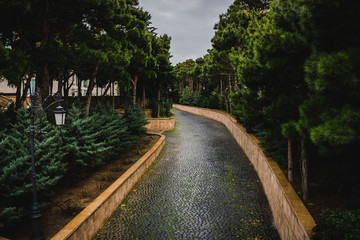 Coniferous alley on the observation deck of Baku on a cloudy day.