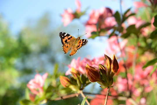 Schmetterling 485