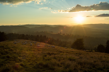 Sheeps in a summer field