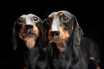 Portrait of two adorable short haired Dachshund