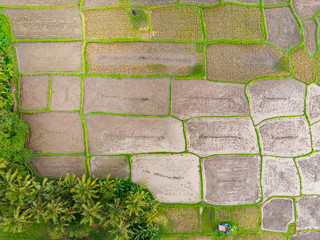 Vertical view of Rice Paddy Fields in various stages of growth 