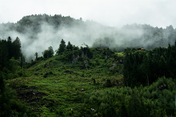 Cloudy forest landscape