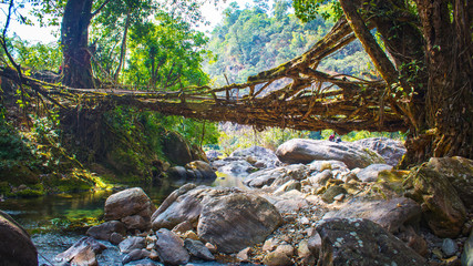 Naklejka na ściany i meble Living roots bridge in Meghalaya