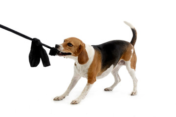 An adorable Beagle playing with clothes