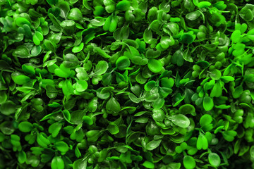 Fototapeta na wymiar Green green leaves as background
