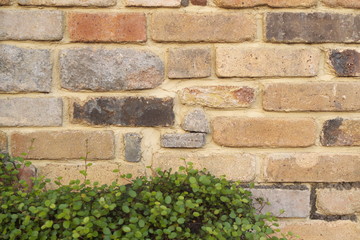 Colorful brick wall background with green leaves