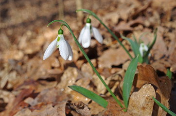 White snowdrops in the spring forest.
