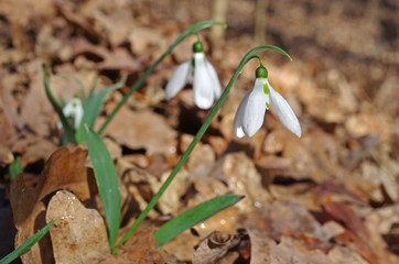 White snowdrops in the spring forest.