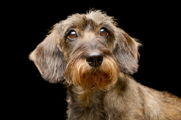 Portrait of an adorable Dachshund