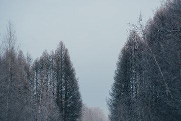 trees without leaves