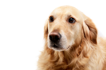 Portrait of an adorable mixed breed dog