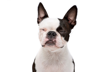 Portrait of an adorable Boston Terrier