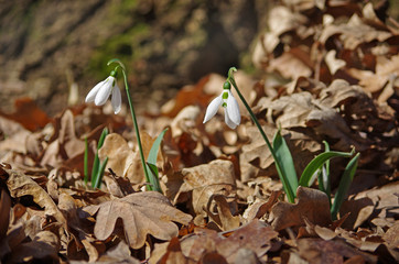 White snowdrops in the spring forest.